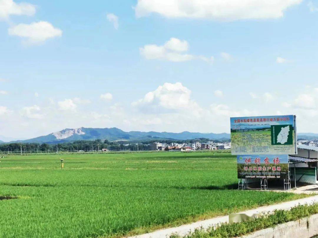 龙岩农场的新鲜体验