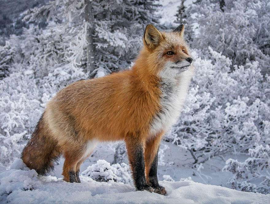 狐狸猞猁(學名:lynx (山狸子)):屬於貓科,體型似貓而遠大於貓,體粗壯