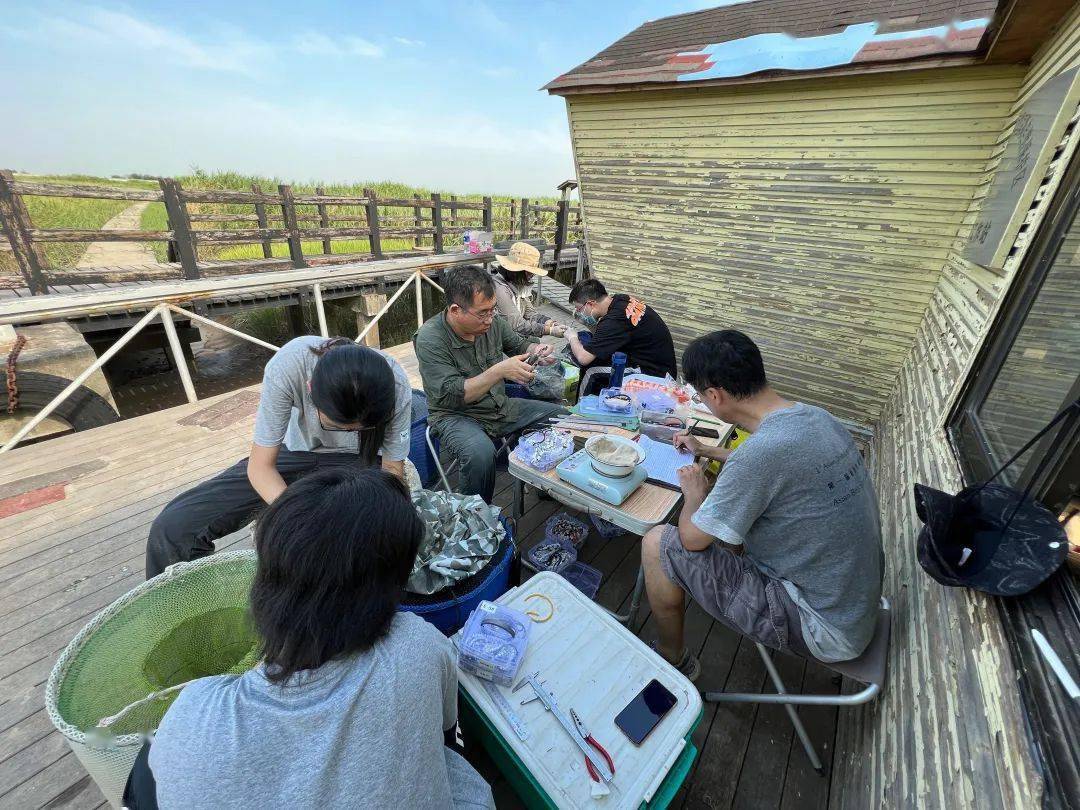 路过崇明,领张"身份证"再走啊_东滩_鸟类_金师傅