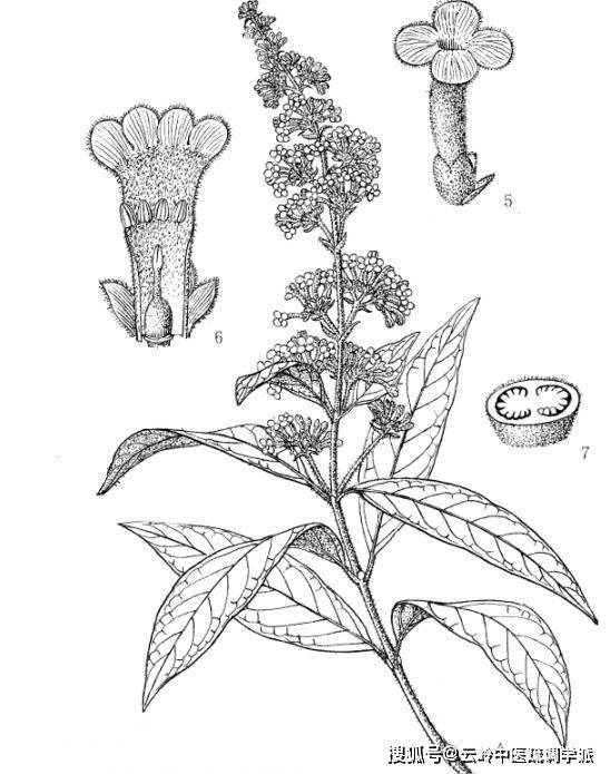 《神农识药》清热泻火药之密蒙花