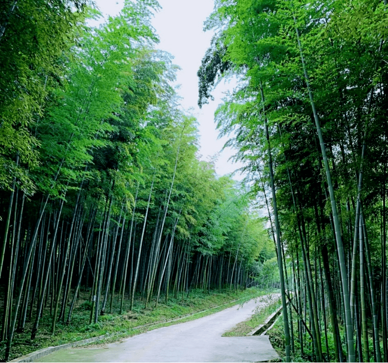 真实竹子风景图片图片