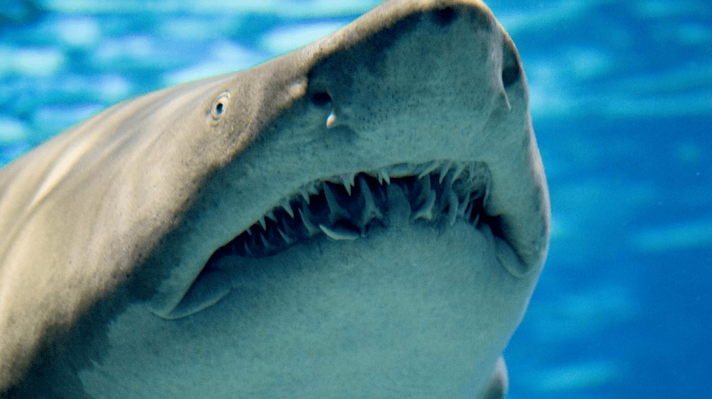锥齿鲨吃掉30只鱼图片