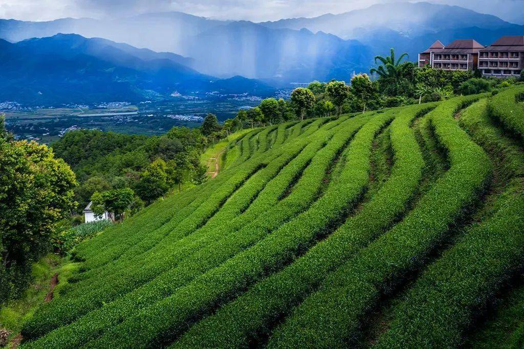 你想住在這樣的仙境中嗎?雲頂築巢茶莊園酒店就可以實現你的願望.