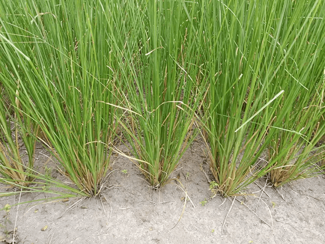 开运守财的岩兰草,真的能招财吗?