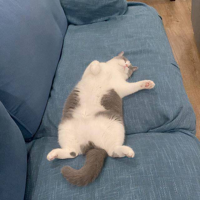 你家猫夜里跑酷,不愿意睡觉,每到了晚上就精神抖擞,这说明什么?