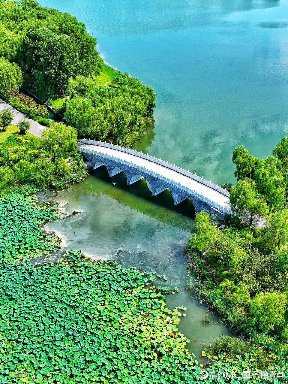 济南章丘绣江河公园风景如画,仿佛置身江南水乡_情报员_齐鲁_荷花