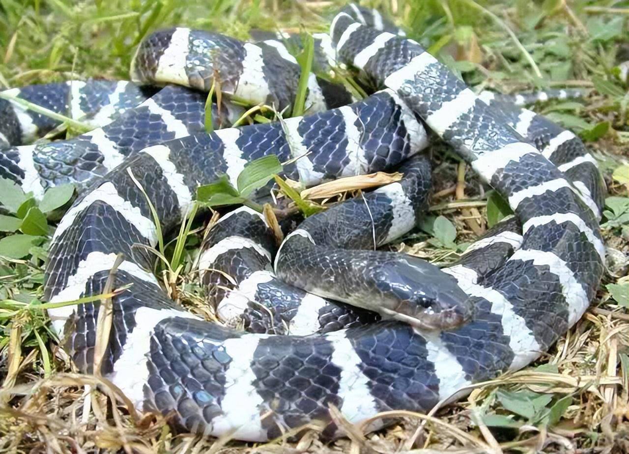 床头惊现银环蛇,湖北一男子被吓醒!