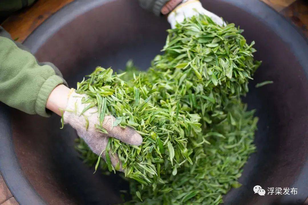 【浮梁茶】江西浮梁发挥茶产业优势——茶香飘四方 吸引乡村客_茶叶