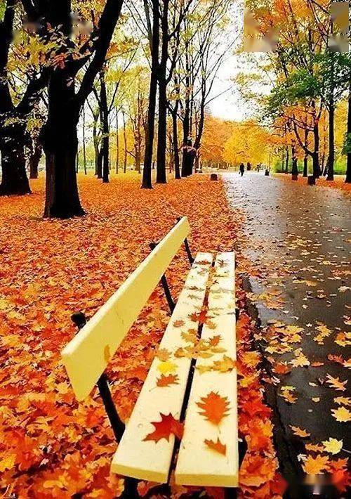 秋去,秋又回_季节_生命_人生