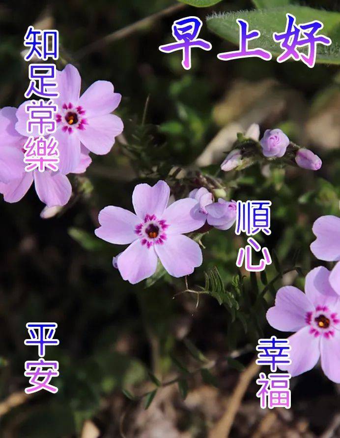 早上好图片带祝福语 免打字聊天的早安问候祝福语图片带字_阳光_朋友