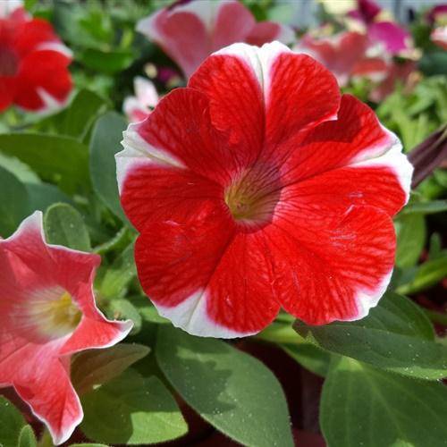 牵牛花微信头像,矮牵牛花图片大全大图_整理_相关_标题