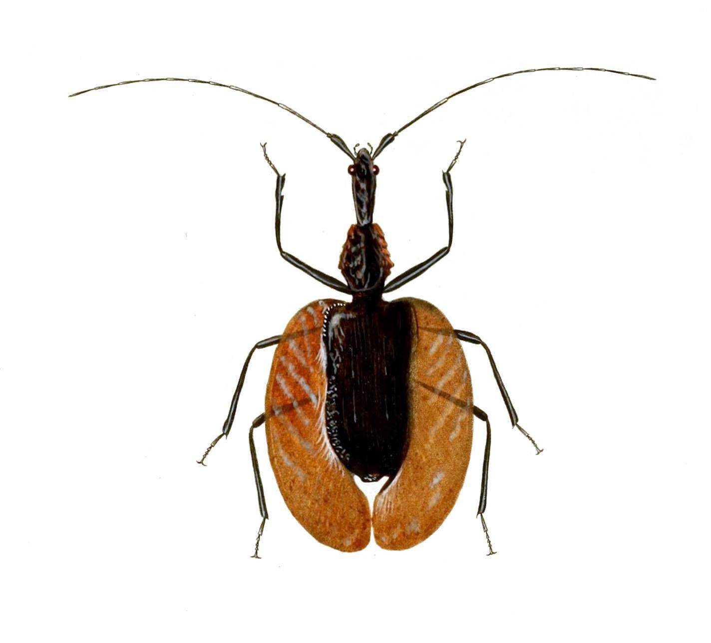 小提琴步甲特写除了非常原始且有棱边的庞巴迪甲虫会