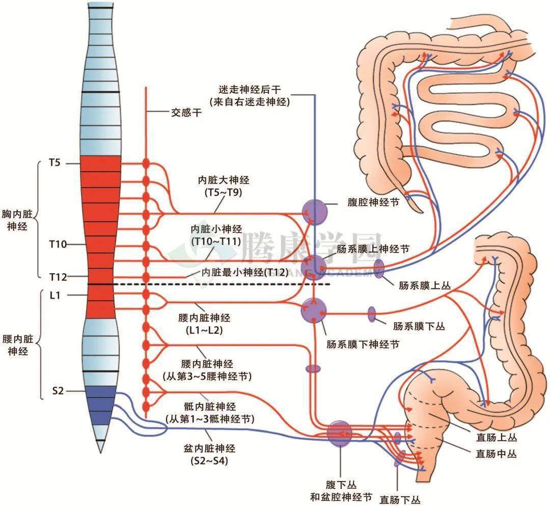 自主神經系統(交感及副交感神經)及外來感覺神經(內臟傳入神經)