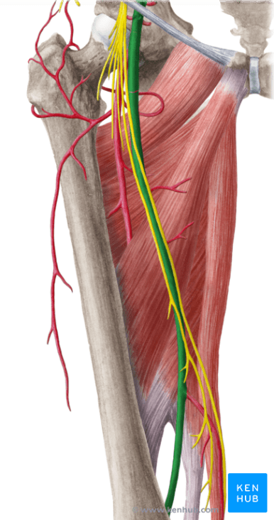 【图说】下肢血管的关口:收肌腱裂孔