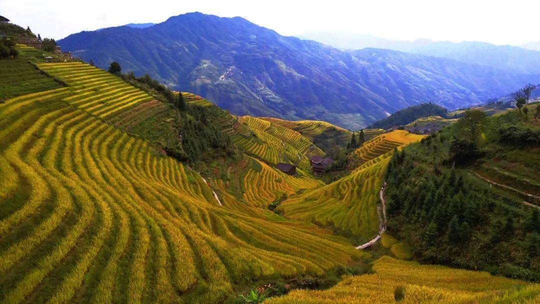 體驗壯族文化清晨,氤氳的霧氣從山間升騰,如煙如沙,交織朦朧幻變梯田