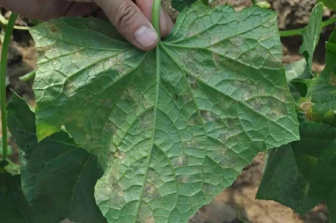 如何防治白菜立枯病_发病_粉剂_种子