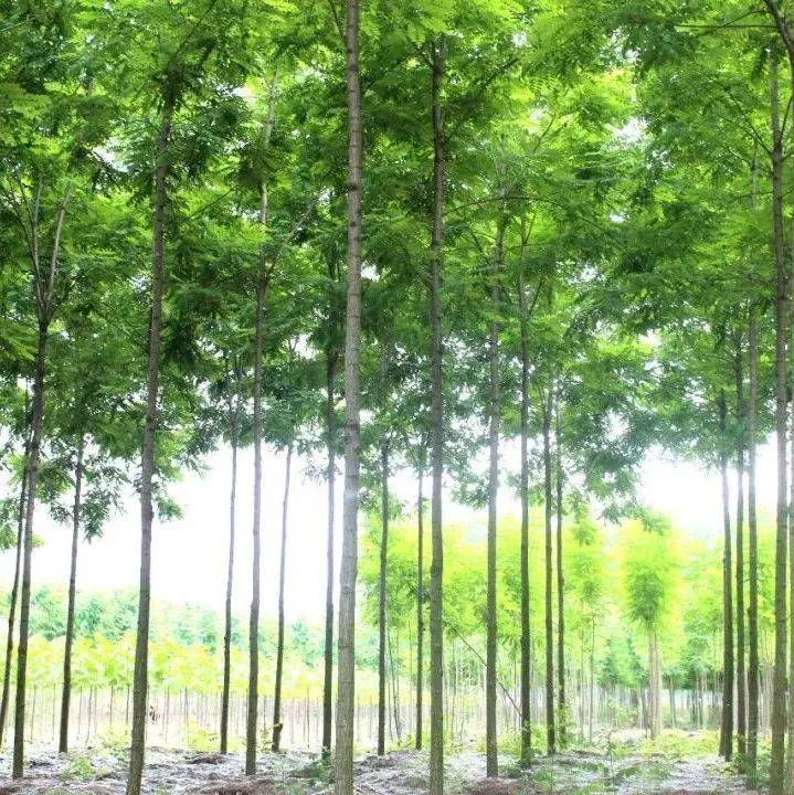 杨文保:我爱夏日杨树|原载《江淮晨报》_面向全国_征稿_搜狐网站
