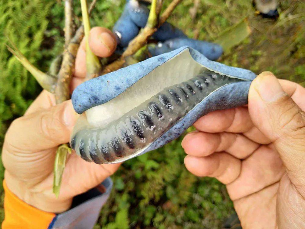 这野果名字很奇葩,长相也挺吓人,却成稀罕货,30元