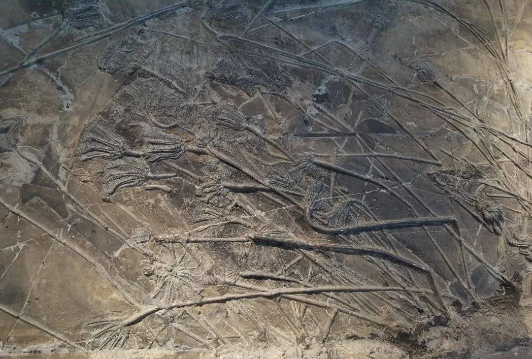 行走安顺丨古老鱼龙与山海同眠,大山里的化石博物馆"藏"着世间罕见的