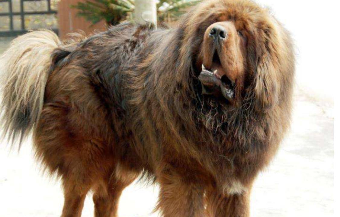 藏獒泡沫是怎么破灭的?巅峰时一条就能换北京2套房_男子_主人_藏民