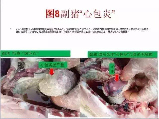 猪链球菌解剖图图片