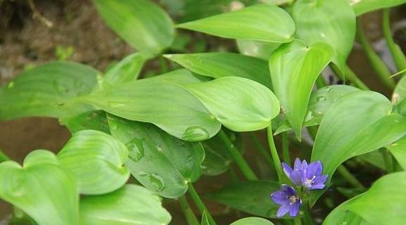 这种植物就是鸭舌草,又叫做水锦葵,猪耳草,因为其外表长得像鸭舌头