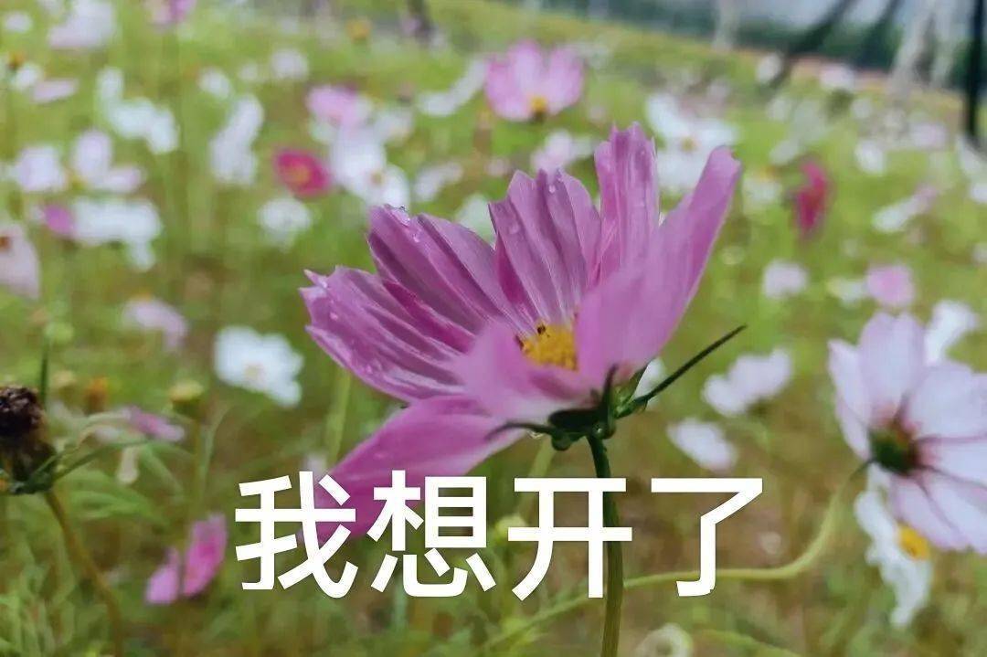 叮!你的新学期专属表情包上线啦~_青春_福州_生活