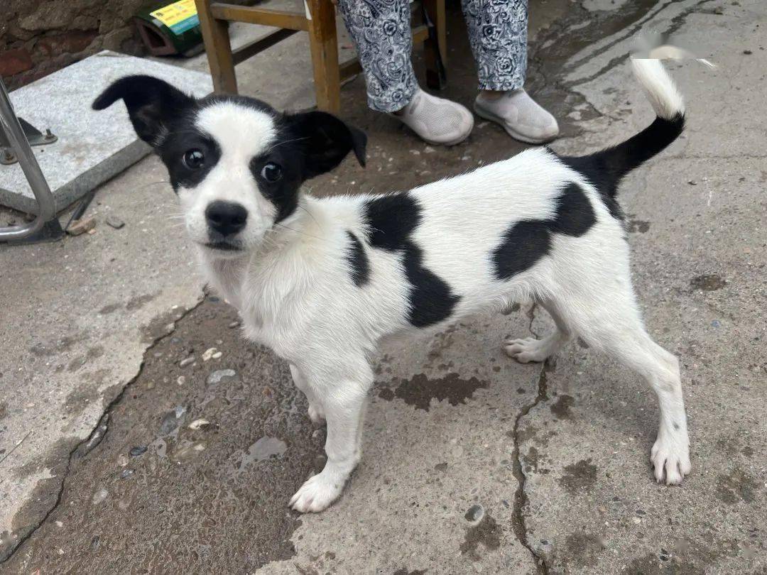 宠物姓名:奶牛宠物年龄:2个月宠物性别:女生是否免疫:未完成是否绝育