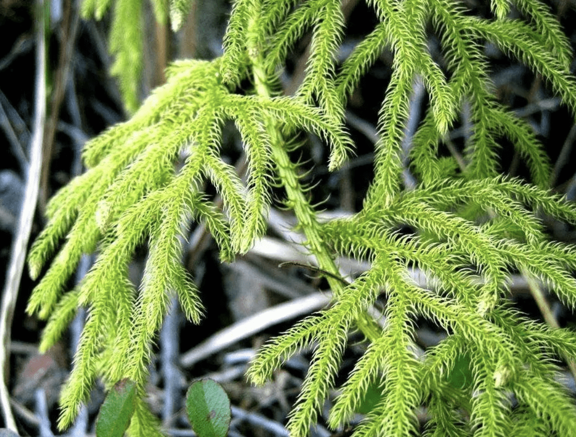 虽然石松是一种常见的野生植物,观赏价值比绿萝,文竹,龟背竹,金钱树