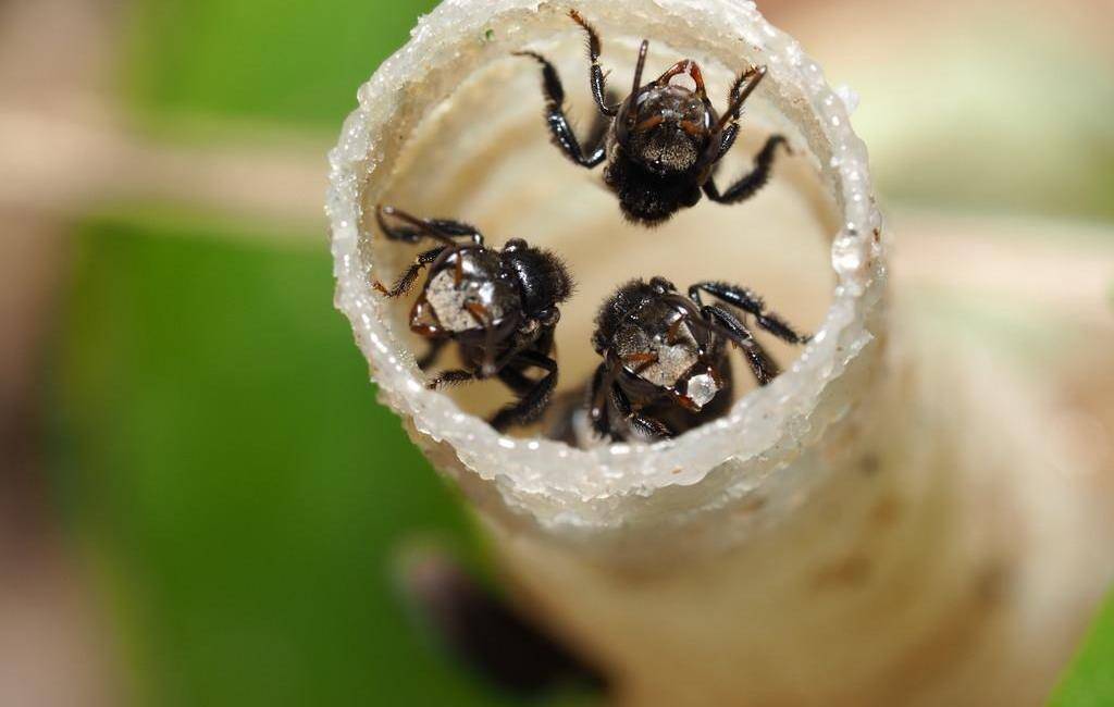 幼虫及蛹死亡,蜂巢盖不规则,蜂箱前多数羽毛不伸或缺失三,蜂螨玉米螟