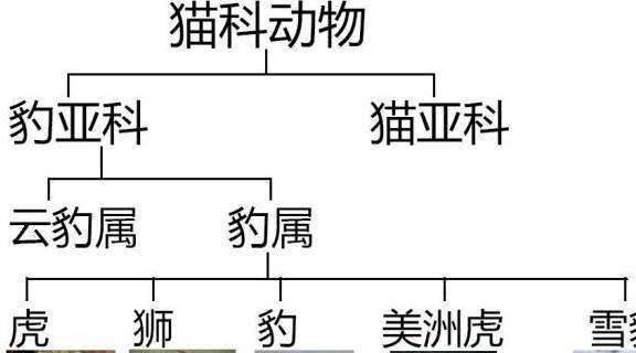 是被单独分一个属的,属于雪豹属,后来由于对猫科动物系统发育的研究