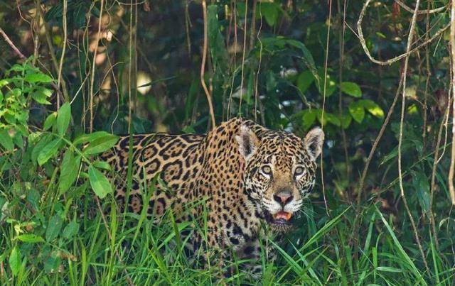 120公斤美洲豹猎杀凯门鳄,仅用11秒!网友:王者战斗果然刺激!