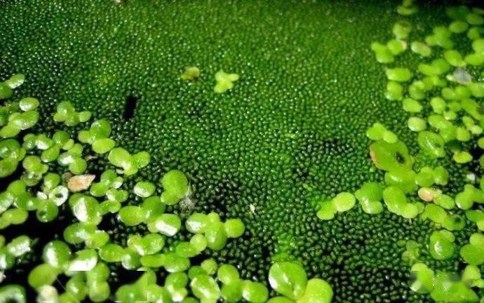 十几种浮萍种类大全,吸氮!吸氮!吸氮!_水族_叶片_大小