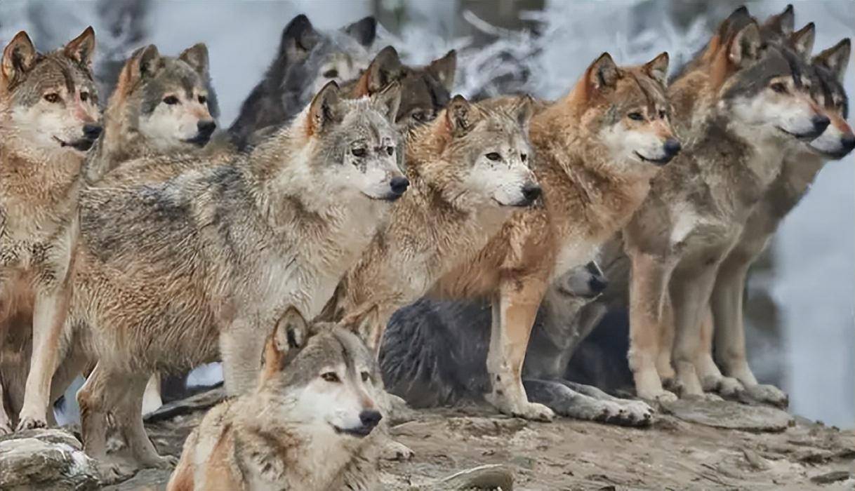 新疆昆仑山发现11只狼外出觅食，围杀900斤牦牛，猞猁被吓到树上