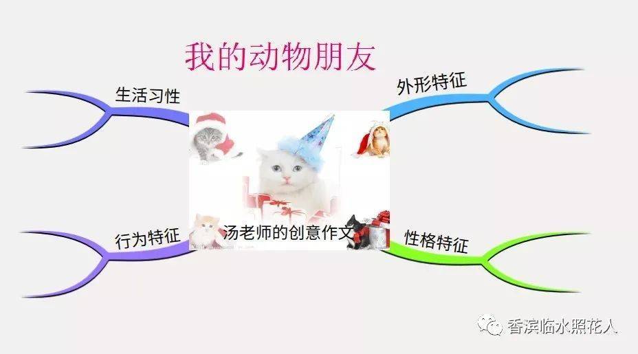 猫和母鸡对比思维导图图片