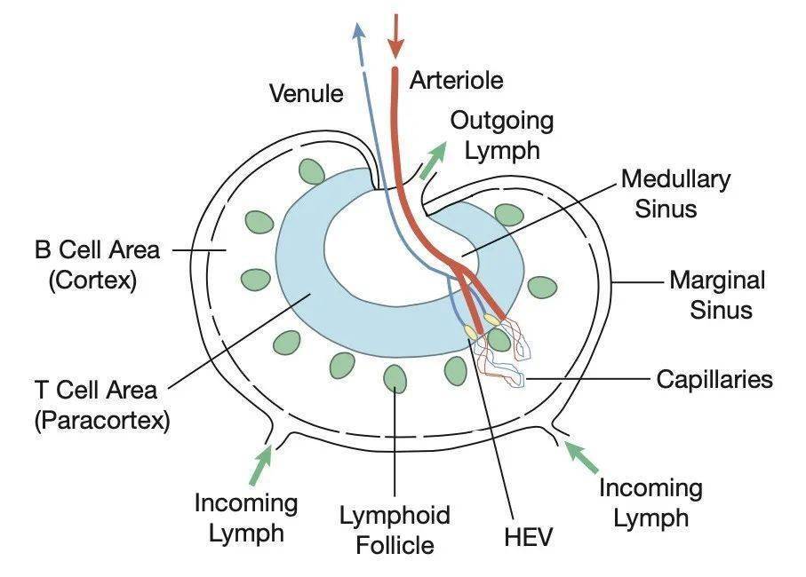 這個豆子形狀的器官含有能將淋巴液帶入淋巴結的輸入淋巴管,也具有能