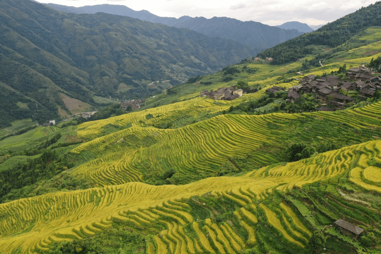 据介绍,为拉动文旅消费,助力乡村振兴,龙脊梯田景区2022年首次在古壮