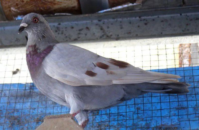 [图集]换羽期的鸽子_比赛_多多_成绩