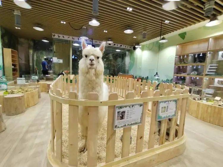 【武汉小象动物园】新店开业预售,29.9元1大1小门票,中秋国庆通用!