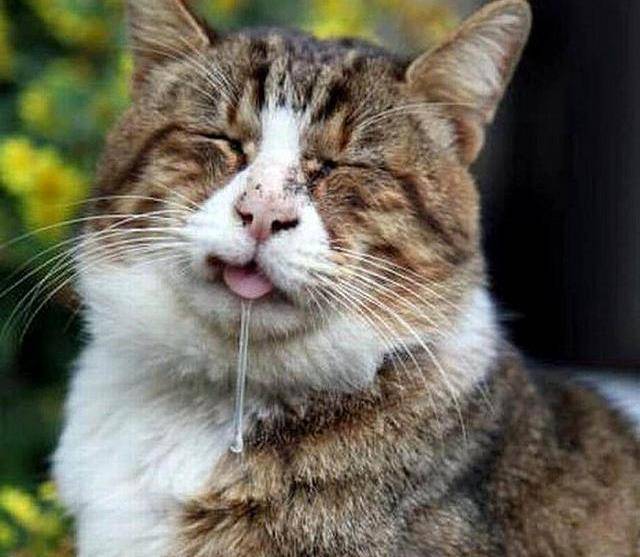 流口水猫表情包图片