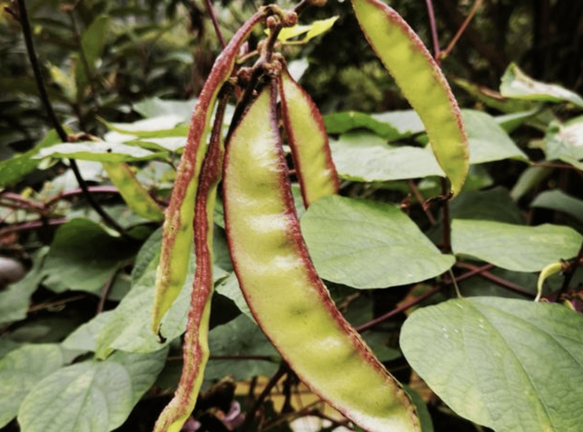 等野生植物一样顽强,植株可以结出来豆子,而这种豆子也被称为峨眉豆