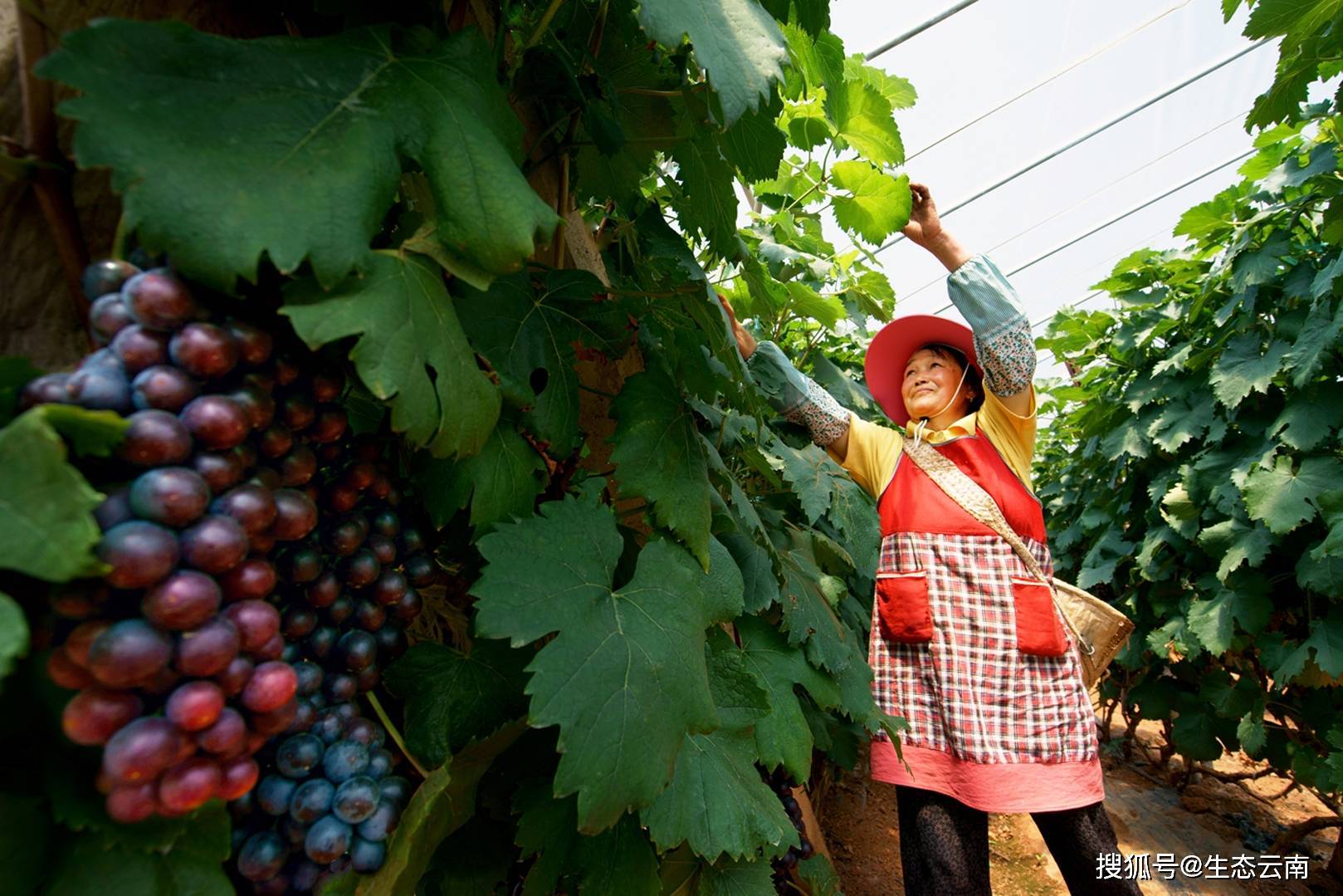 大姚县龙街镇:打造农业示范园助力美丽乡村和乡村振兴_发展_农户_科技