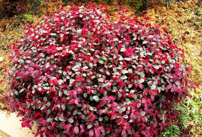 100种常见又叫不出名的植物,终于知道叫啥了!太全了!_树种_红色_秋叶