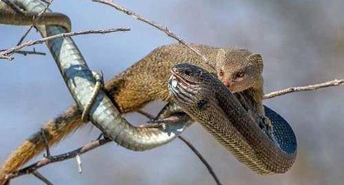 动物_蟒蛇_攻击