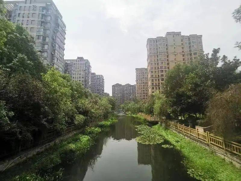 宝山这个镇被评为上海市河长制工作先进集体_大场镇_治理_整治