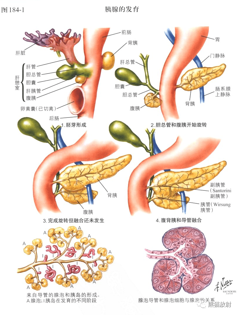 大鼠胰腺解剖图图片