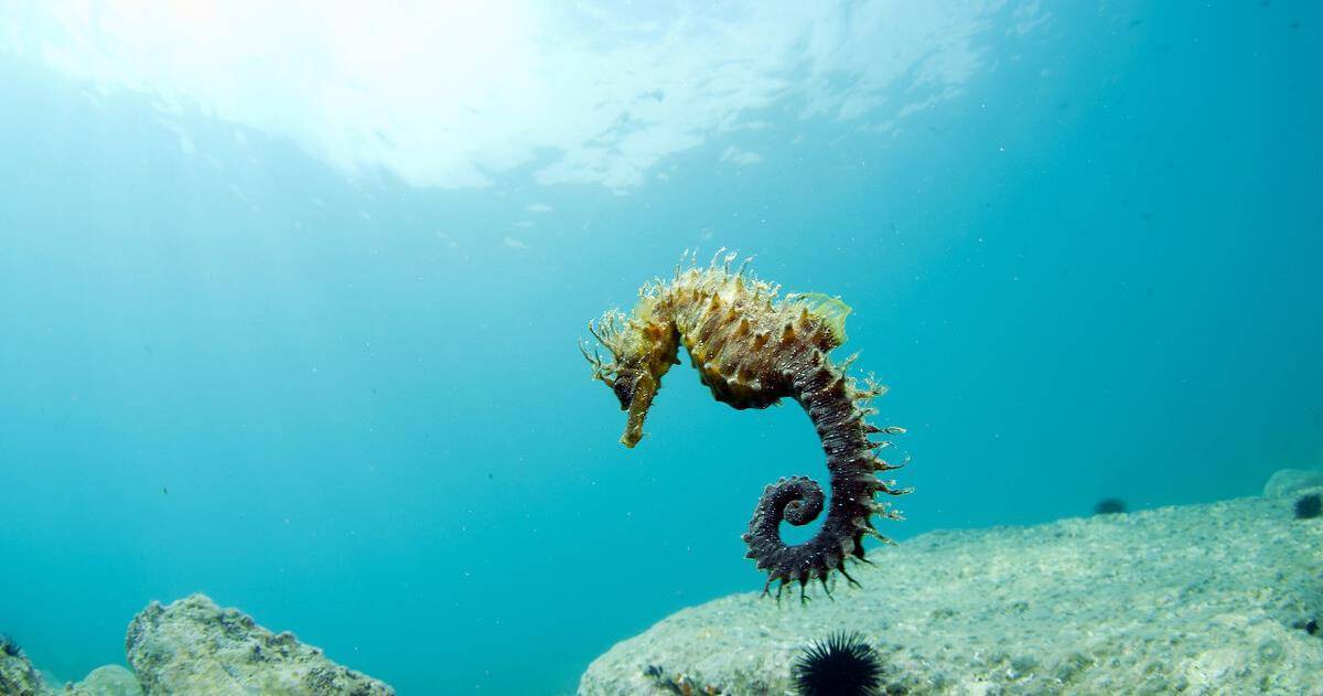 海马是地球上唯一由雄性负责怀孕的生物,奇怪的知识增加了