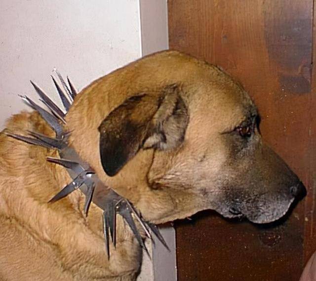 草原猛犬为啥都带刺项圈,不是为美观,而是为保命,对付狼最有效_保护