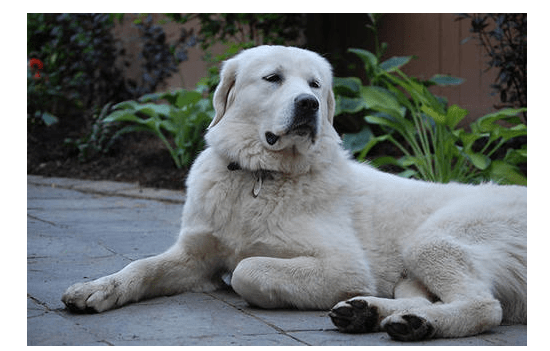 大白熊犬和金毛的杂交图片