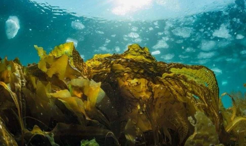 为什么"海带在海里不会泡出高汤?水族馆神回应!_答案_日本_问题